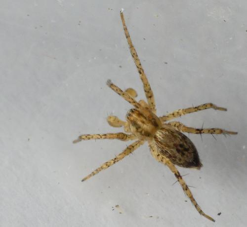 Réf. 200 810 : Anyphaena accentuata